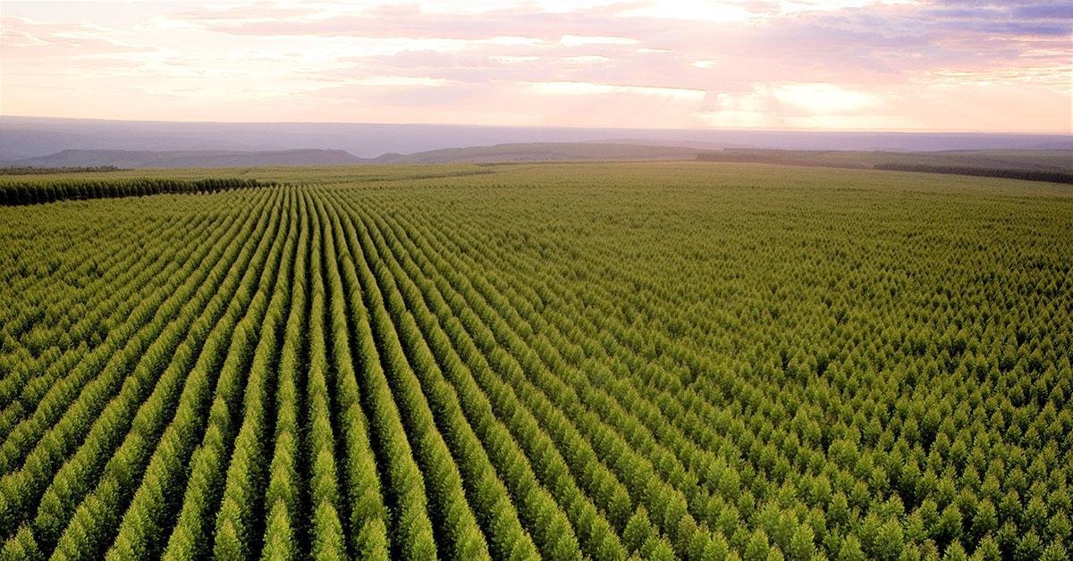 Minas tem a maior área de floresta plantada do País